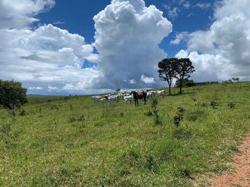 OPB Imóveis | Imobiliária em Ribeirão Preto | SP - Sítio - RURAL - SAO ROQUE 